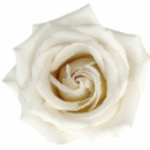 ROSE SANDCASTLE - 50 CM